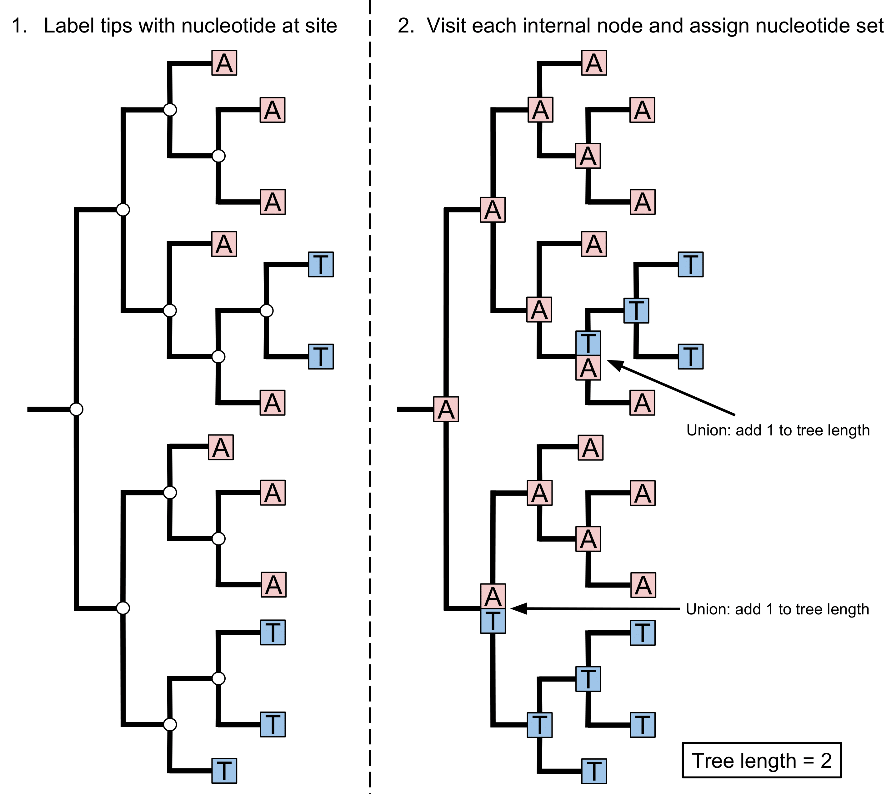 Defining a homoplasy Homoplasy