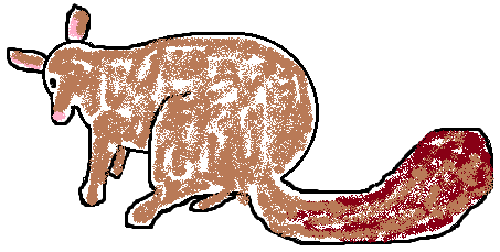 A brushtail possum possum